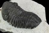 Morocops Trilobite - Visible Eye Facets #120076-5